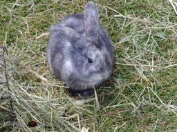 Haustiermesse Wien 2.03.2025